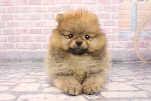 兵庫県のポメラニアン (Coo&RIKU神戸垂水店/2025年9月25日生まれ/男の子/オレンジ)の子犬