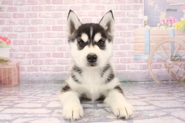 兵庫県のシベリアンハスキー (Coo&RIKU姫路店/2025年9月24日生まれ/男の子/ブラックホワイト)の子犬の1枚目の画像