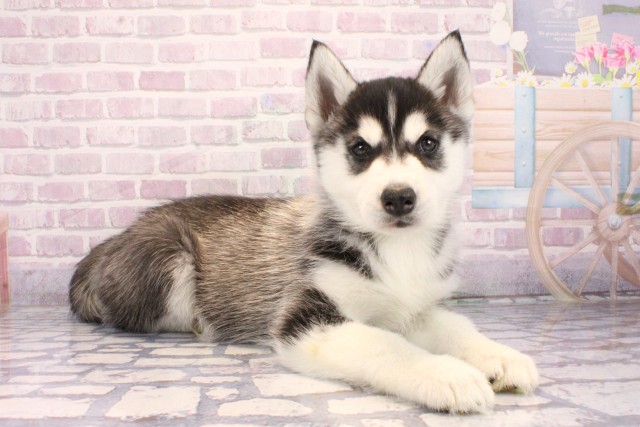 兵庫県のシベリアンハスキー (Coo&RIKU姫路店/2025年9月24日生まれ/男の子/ブラックホワイト)の子犬の2枚目の画像