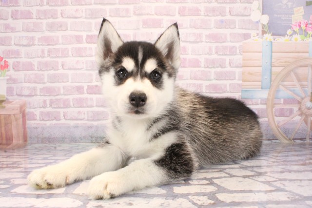 兵庫県のシベリアンハスキー (Coo&RIKU姫路店/2025年9月24日生まれ/男の子/ブラックホワイト)の子犬の3枚目の画像