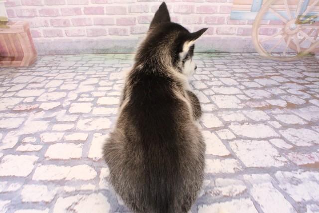 兵庫県のシベリアンハスキー (Coo&RIKU姫路店/2025年9月24日生まれ/男の子/ブラックホワイト)の子犬の4枚目の画像