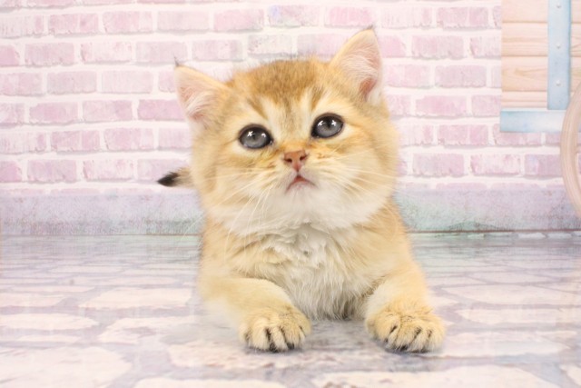 大阪府のブリティッシュショートヘアー (Coo&RIKU茶屋町店/2025年9月18日生まれ/男の子/ブラックゴールデンシェーデット)の子猫の1枚目の画像