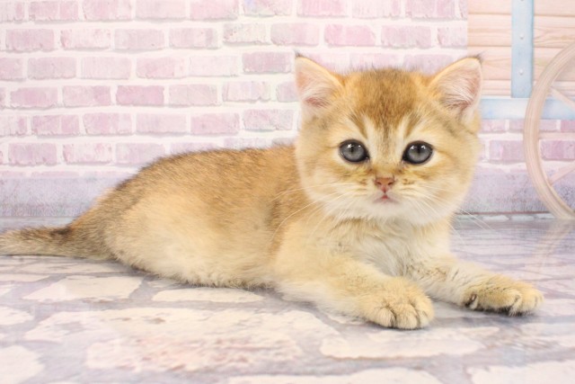 大阪府のブリティッシュショートヘアー (Coo&RIKU茶屋町店/2025年9月18日生まれ/男の子/ブラックゴールデンシェーデット)の子猫の2枚目の画像