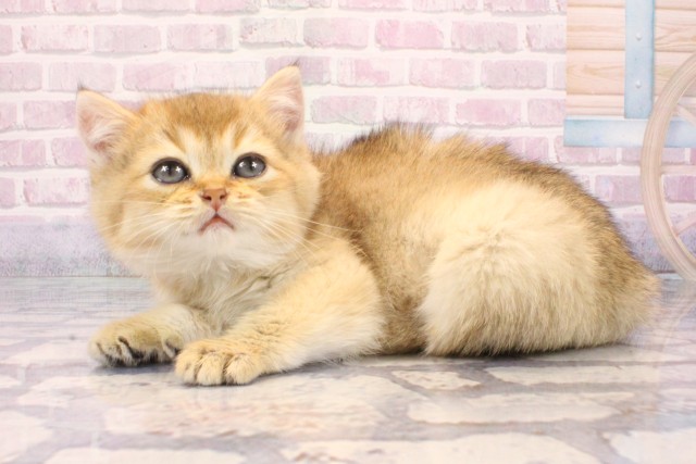 大阪府のブリティッシュショートヘアー (Coo&RIKU茶屋町店/2025年9月18日生まれ/男の子/ブラックゴールデンシェーデット)の子猫の3枚目の画像