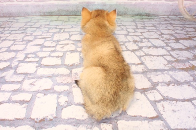 大阪府のブリティッシュショートヘアー (Coo&RIKU茶屋町店/2025年9月18日生まれ/男の子/ブラックゴールデンシェーデット)の子猫の4枚目の画像