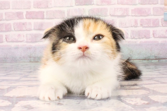 兵庫県のスコティッシュフォールド (Coo&RIKU三木店/2025年9月20日生まれ/女の子/ブラウンパッチドタビーホワイト)の子猫