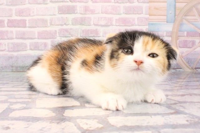 兵庫県のスコティッシュフォールド (Coo&RIKU三木店/2025年9月20日生まれ/女の子/ブラウンパッチドタビーホワイト)の子猫の2枚目の画像