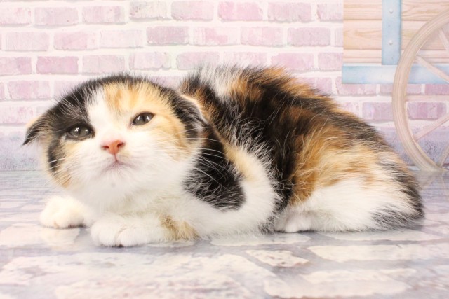 兵庫県のスコティッシュフォールド (Coo&RIKU三木店/2025年9月20日生まれ/女の子/ブラウンパッチドタビーホワイト)の子猫の3枚目の画像