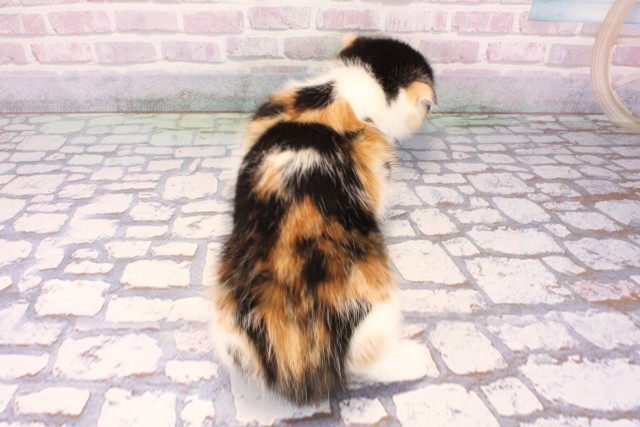 兵庫県のスコティッシュフォールド (Coo&RIKU三木店/2025年9月20日生まれ/女の子/ブラウンパッチドタビーホワイト)の子猫の4枚目の画像