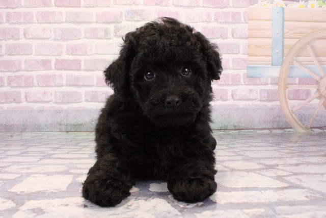 京都府のトイプードル(トイ) (Coo&RIKU舞鶴店/2025年9月24日生まれ/男の子/ブラック)の子犬の1枚目の画像