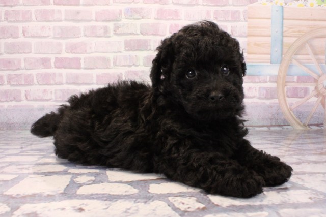 京都府のトイプードル(トイ) (Coo&RIKU舞鶴店/2025年9月24日生まれ/男の子/ブラック)の子犬の2枚目の画像