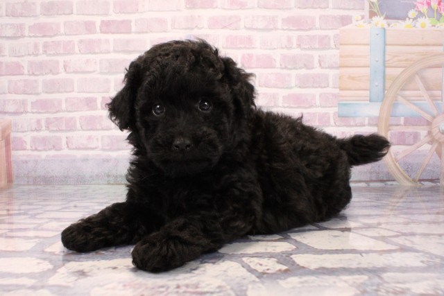 京都府のトイプードル(トイ) (Coo&RIKU舞鶴店/2025年9月24日生まれ/男の子/ブラック)の子犬の3枚目の画像