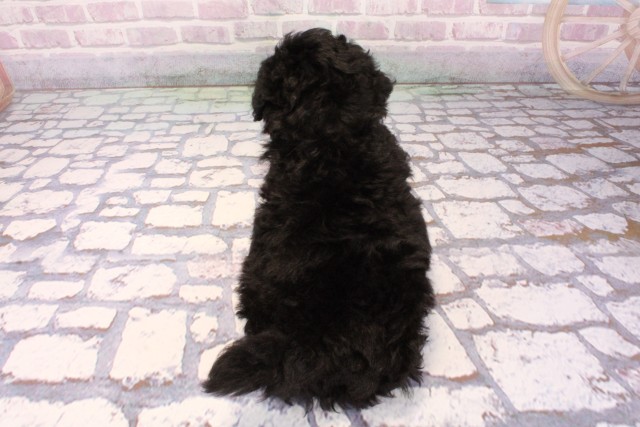 京都府のトイプードル(トイ) (Coo&RIKU舞鶴店/2025年9月24日生まれ/男の子/ブラック)の子犬の4枚目の画像