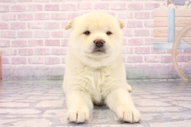 奈良県の柴犬(標準サイズ) (Coo&RIKU奈良新庄店/2025年9月20日生まれ/女の子/白)の子犬の1枚目の画像