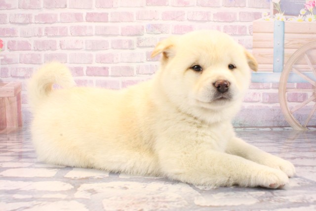 奈良県の柴犬(標準サイズ) (Coo&RIKU奈良新庄店/2025年9月20日生まれ/女の子/白)の子犬の2枚目の画像