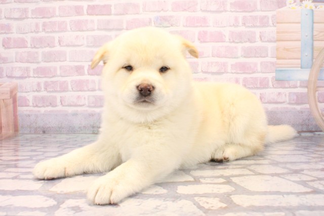 奈良県の柴犬(標準サイズ) (Coo&RIKU奈良新庄店/2025年9月20日生まれ/女の子/白)の子犬の3枚目の画像