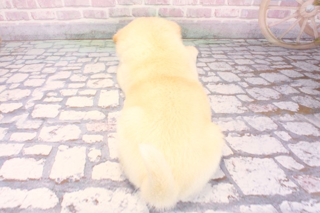 奈良県の柴犬(標準サイズ) (Coo&RIKU奈良新庄店/2025年9月20日生まれ/女の子/白)の子犬の4枚目の画像