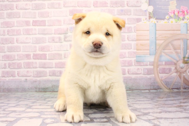 大阪府の柴犬(標準サイズ) (Coo&RIKU枚方店/2025年9月20日生まれ/男の子/白)の子犬の1枚目の画像