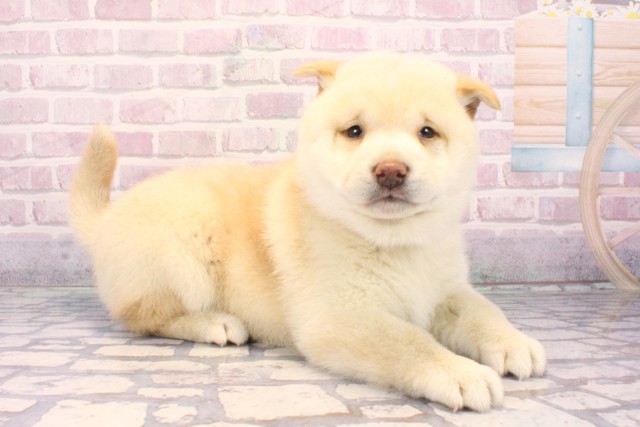 大阪府の柴犬(標準サイズ) (Coo&RIKU枚方店/2025年9月20日生まれ/男の子/白)の子犬の2枚目の画像