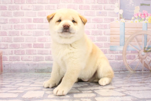 大阪府の柴犬(標準サイズ) (Coo&RIKU枚方店/2025年9月20日生まれ/男の子/白)の子犬の3枚目の画像