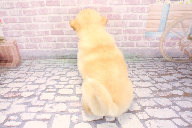 大阪府の柴犬(標準サイズ) (Coo&RIKU枚方店/2025年9月20日生まれ/男の子/白)の子犬の4枚目の画像