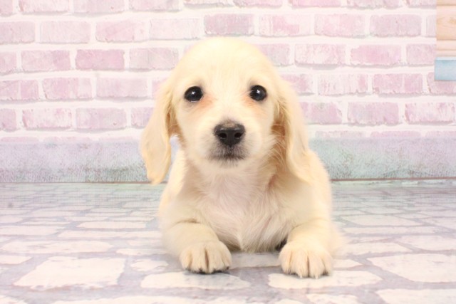 兵庫県のミニチュアダックスフンド(ロング) (Coo&RIKU三木店/2025年9月18日生まれ/女の子/イエロー)の子犬の1枚目の画像