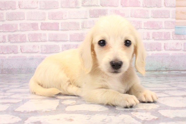 兵庫県のミニチュアダックスフンド(ロング) (Coo&RIKU三木店/2025年9月18日生まれ/女の子/イエロー)の子犬の2枚目の画像