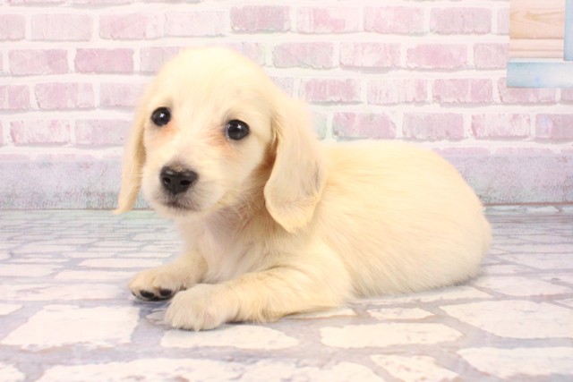 兵庫県のミニチュアダックスフンド(ロング) (Coo&RIKU三木店/2025年9月18日生まれ/女の子/イエロー)の子犬の3枚目の画像