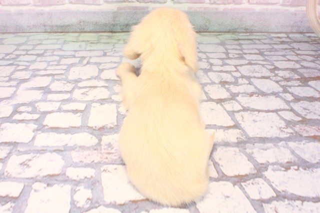 兵庫県のミニチュアダックスフンド(ロング) (Coo&RIKU三木店/2025年9月18日生まれ/女の子/イエロー)の子犬の4枚目の画像