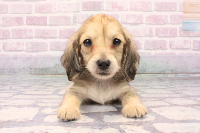 兵庫県のミニチュアダックスフンド(ロング) (Coo&RIKU姫路店/2025年9月18日生まれ/女の子/シェーデットイエロー)の子犬の1枚目の画像