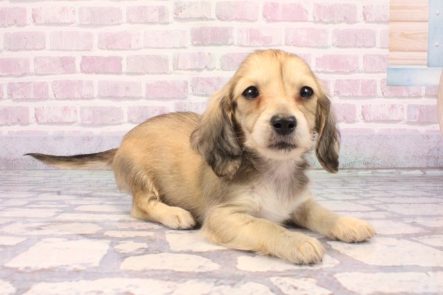 兵庫県のミニチュアダックスフンド(ロング) (Coo&RIKU姫路店/2025年9月18日生まれ/女の子/シェーデットイエロー)の子犬の2枚目の画像