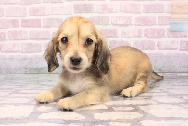 兵庫県のミニチュアダックスフンド(ロング) (Coo&RIKU姫路店/2025年9月18日生まれ/女の子/シェーデットイエロー)の子犬の3枚目の画像