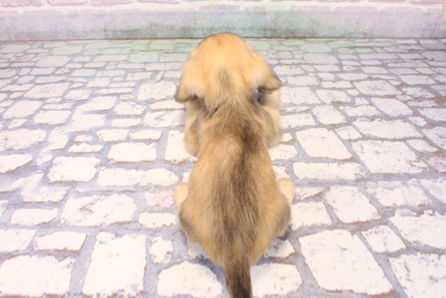 兵庫県のミニチュアダックスフンド(ロング) (Coo&RIKU姫路店/2025年9月18日生まれ/女の子/シェーデットイエロー)の子犬の4枚目の画像