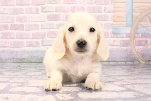 大阪府のミニチュアダックスフンド(ロング) (Coo&RIKU枚方店/2025年9月18日生まれ/男の子/イエロー)の子犬