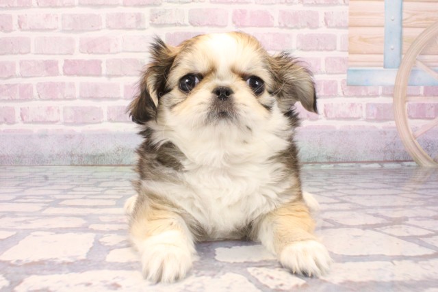 兵庫県のチワペキ/ペキチー/ペキチワ(チワワ×ペキニーズ) (Coo&RIKU神戸三宮店/2025年9月25日生まれ/女の子/パーティーカラー)の子犬の1枚目の画像