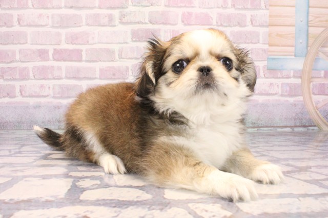 兵庫県のチワペキ/ペキチー/ペキチワ(チワワ×ペキニーズ) (Coo&RIKU神戸三宮店/2025年9月25日生まれ/女の子/パーティーカラー)の子犬の2枚目の画像