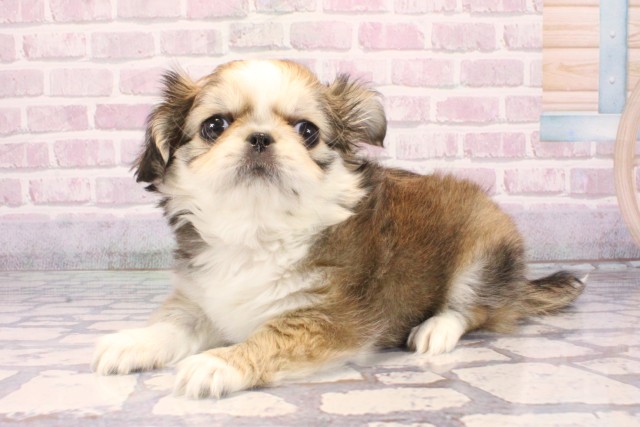 兵庫県のチワペキ/ペキチー/ペキチワ(チワワ×ペキニーズ) (Coo&RIKU神戸三宮店/2025年9月25日生まれ/女の子/パーティーカラー)の子犬の3枚目の画像