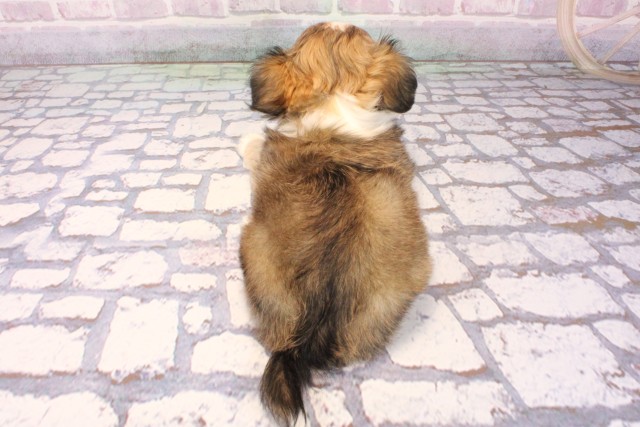 兵庫県のチワペキ/ペキチー/ペキチワ(チワワ×ペキニーズ) (Coo&RIKU神戸三宮店/2025年9月25日生まれ/女の子/パーティーカラー)の子犬の4枚目の画像