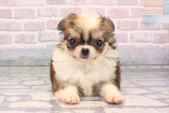 兵庫県のチワワ(ロング) (Coo&RIKU姫路店/2025年9月22日生まれ/女の子/レッドホワイト)の子犬