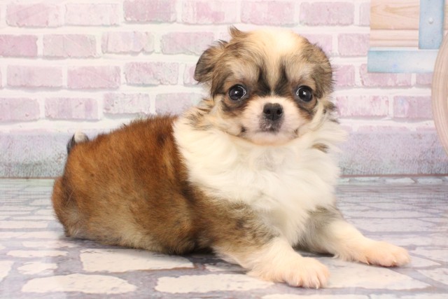 兵庫県のチワワ(ロング) (Coo&RIKU姫路店/2025年9月22日生まれ/女の子/レッドホワイト)の子犬の2枚目の画像