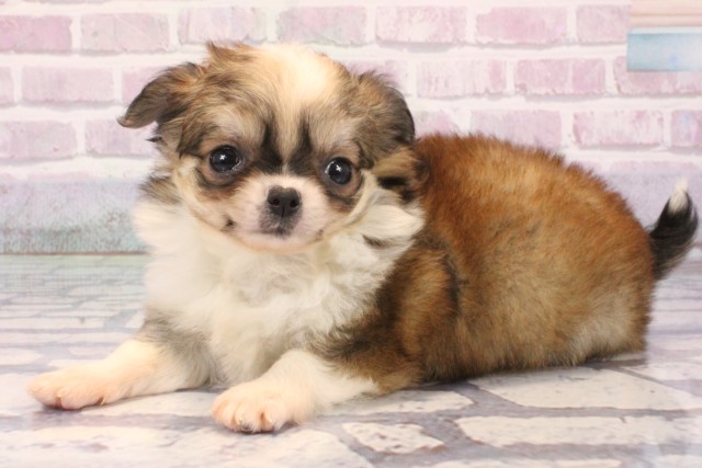 兵庫県のチワワ(ロング) (Coo&RIKU姫路店/2025年9月22日生まれ/女の子/レッドホワイト)の子犬の3枚目の画像