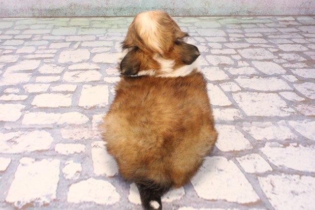 兵庫県のチワワ(ロング) (Coo&RIKU姫路店/2025年9月22日生まれ/女の子/レッドホワイト)の子犬の4枚目の画像