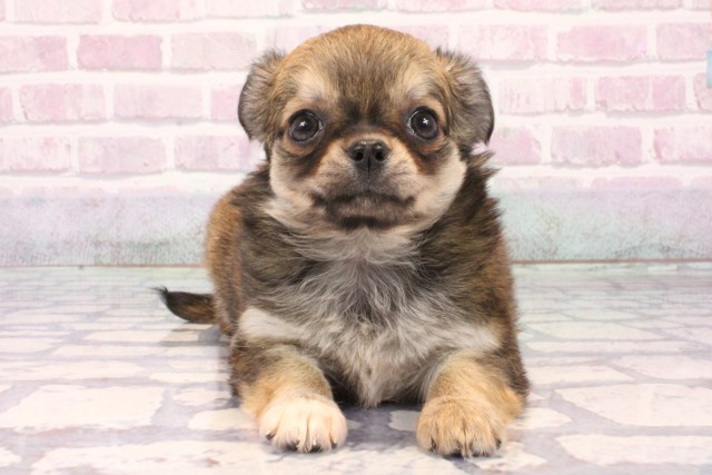 兵庫県のチワワ(ロング) (Coo&RIKU伊丹店/2025年9月22日生まれ/女の子/レッド)の子犬の1枚目の画像