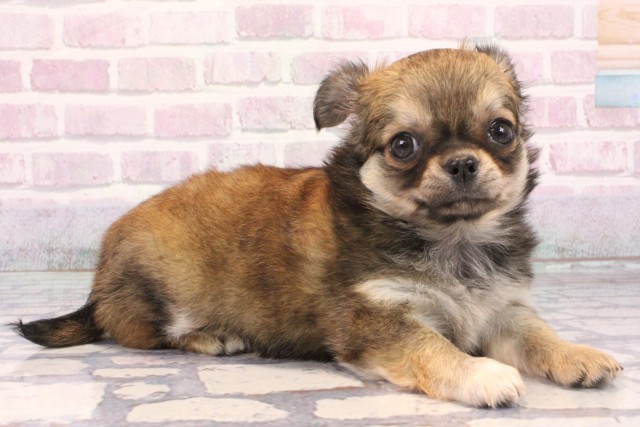 兵庫県のチワワ(ロング) (Coo&RIKU伊丹店/2025年9月22日生まれ/女の子/レッド)の子犬の2枚目の画像