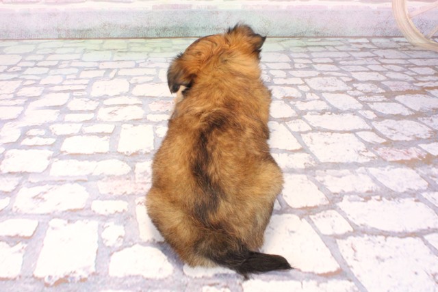 兵庫県のチワワ(ロング) (Coo&RIKU伊丹店/2025年9月22日生まれ/女の子/レッド)の子犬の4枚目の画像