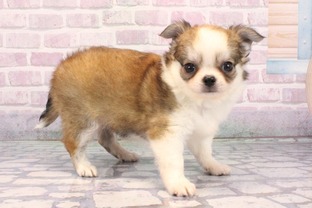 大阪府のチワワ(ロング) (Coo&RIKU阿倍野店/2025年9月22日生まれ/男の子/レッドホワイト)の子犬の2枚目の画像