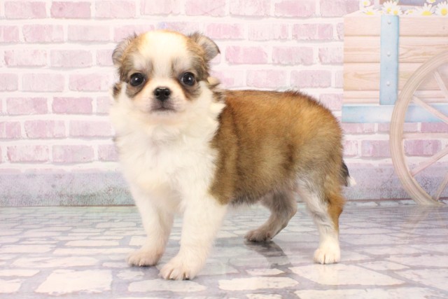 大阪府のチワワ(ロング) (Coo&RIKU阿倍野店/2025年9月22日生まれ/男の子/レッドホワイト)の子犬の3枚目の画像