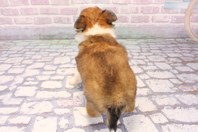 大阪府のチワワ(ロング) (Coo&RIKU阿倍野店/2025年9月22日生まれ/男の子/レッドホワイト)の子犬の4枚目の画像