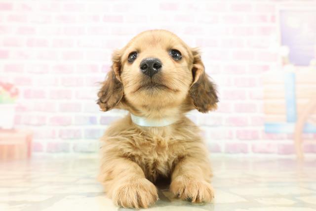 北海道のカニンヘンダックスフンド(ロング) (Coo&RIKU札幌西店/2025年9月26日生まれ/男の子/シェーデットイエロー)の子犬の1枚目の画像