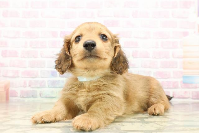 北海道のカニンヘンダックスフンド(ロング) (Coo&RIKU札幌西店/2025年9月26日生まれ/男の子/シェーデットイエロー)の子犬の2枚目の画像